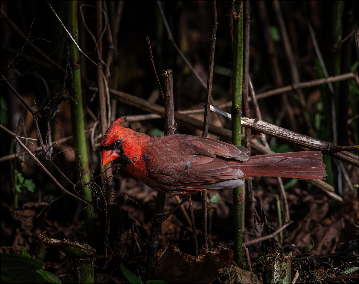 Nowak Mirek Looking for Breakfest Nature   Ornithological   Class A 20251022